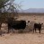 New Listing!- Farm or Irrigated Pasture Salome AZ