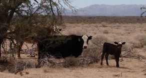 Reduced Again!- Farm or Irrigated Pasture Salome AZ