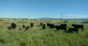 New! East Hunt Ranch