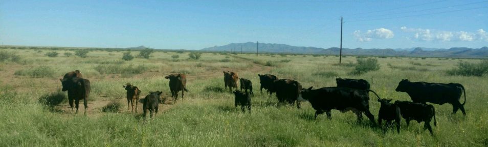 New! East Hunt Ranch