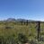 Spring Feed and Saddle Mountain