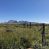 New!- Saddle Mountain Ranch