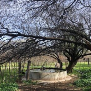 Pasture Trough