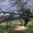 Pasture Trough