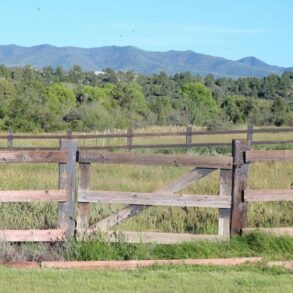 Horse Pasture