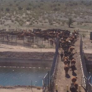 Cattle Crossing CAP