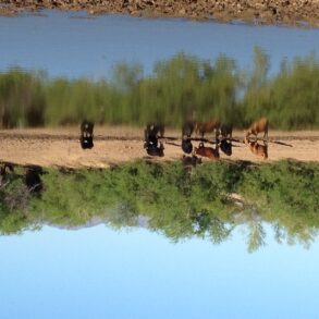 Cattle at Water