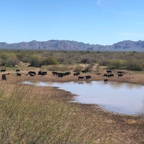 Cattle at Tank