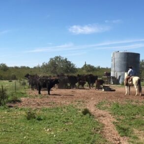 Cattle at Water Tank