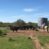 Cattle at Water Tank