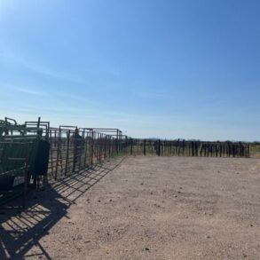 Cattle at Water