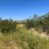 Range Feed