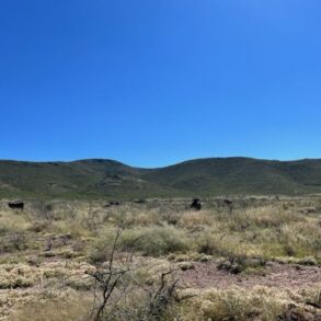 Cattle in Grass