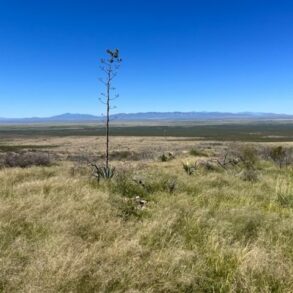 Foothills Grass