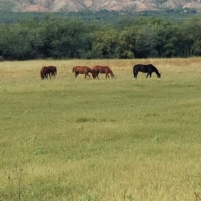 Horse Pasture