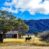 Barn and Cow