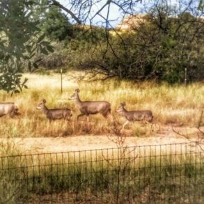 Deer