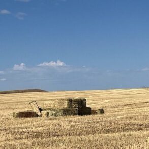 Cut Hay