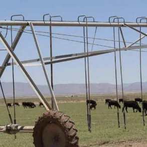 Pivot and Cattle