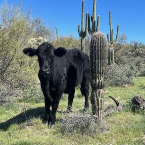 Calf and Baby Saguaro