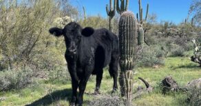 Sold- Hilltop Ranch