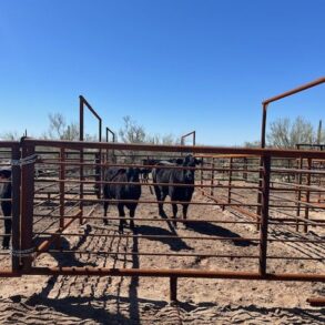 Cochise Pens