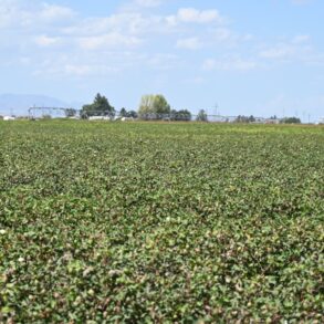 Cotton and Pivot
