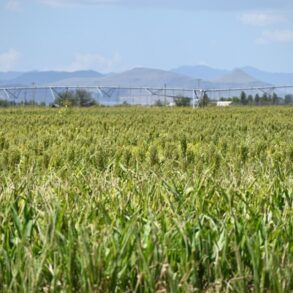 Grain and Pivot