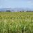 Grain and Pivot
