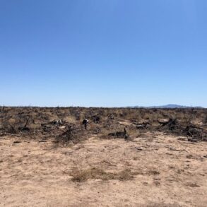New Listing! Willcox Ranch