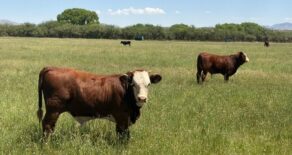 Under Contract-Double X Ranch