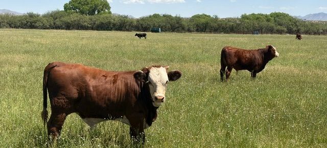 Under Contract-Double X Ranch