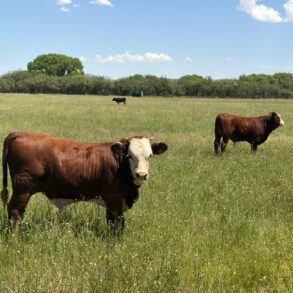 Bull Calves from Double X
