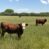 Bull Calves from Double X