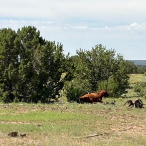 Cedar Cow